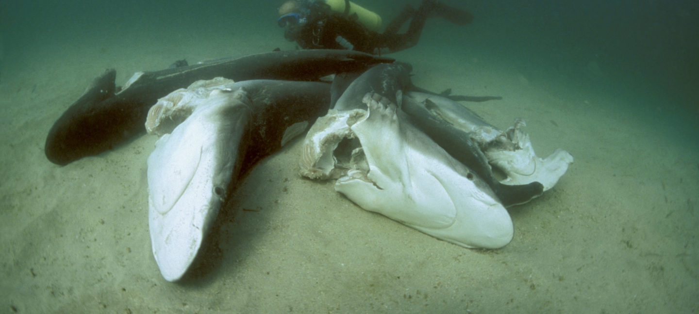 Dykker observerer døde haier på havbunnen, alle har fått hai-finnene kuttet av og er blitt kastet levende overbord for å drukne.
