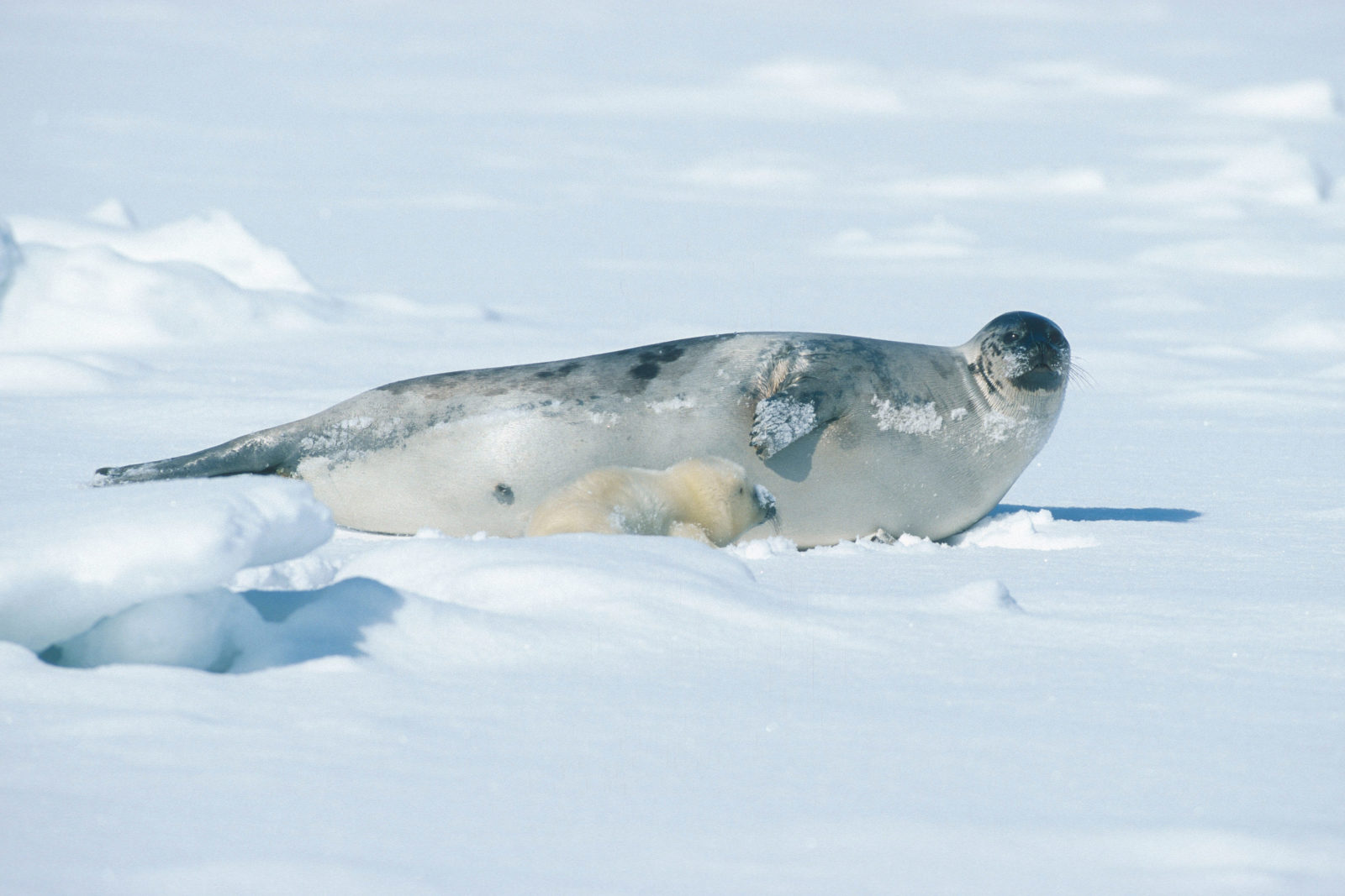 En grønlandssel ligger på isen sammen med ungen sin.