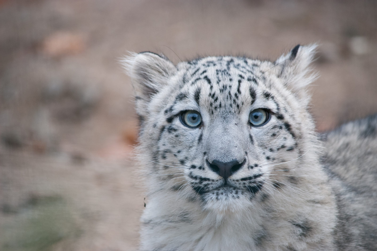 Portrett av snøleopard som ser rett på fotografen