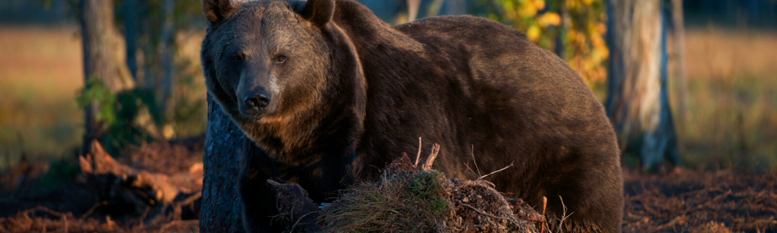 Brun bjørn i skogen og ser rett på kamera