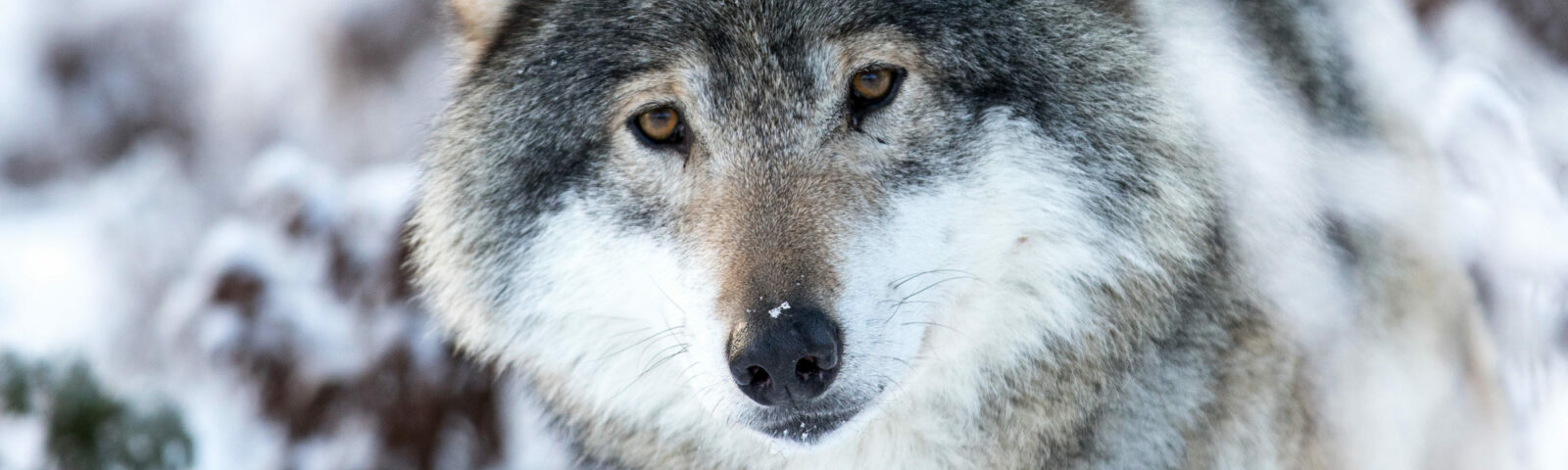 Worried about wolves? Attacks on humans are rare, but here are safety tips  for you, your dog