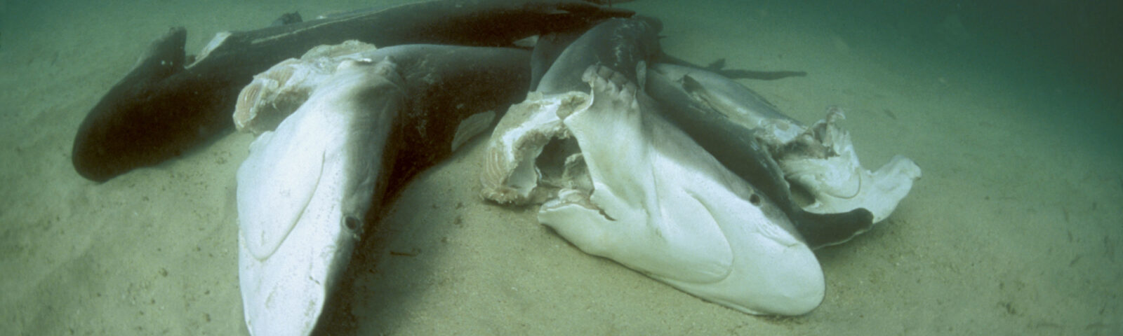 Dykker observerer døde haier på havbunnen, alle har fått hai-finnene kuttet av og er blitt kastet levende overbord for å drukne.