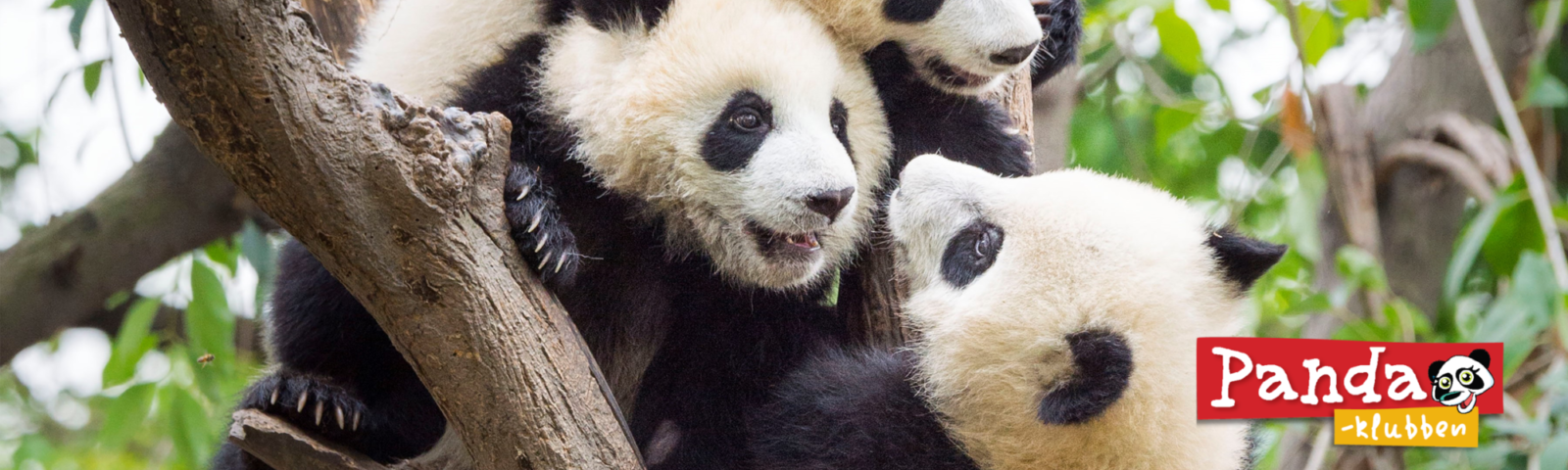 Tre pandaunger leker i et tre.