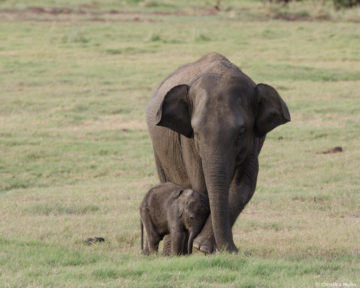En liten elefantunge som lener seg mot moren sin.