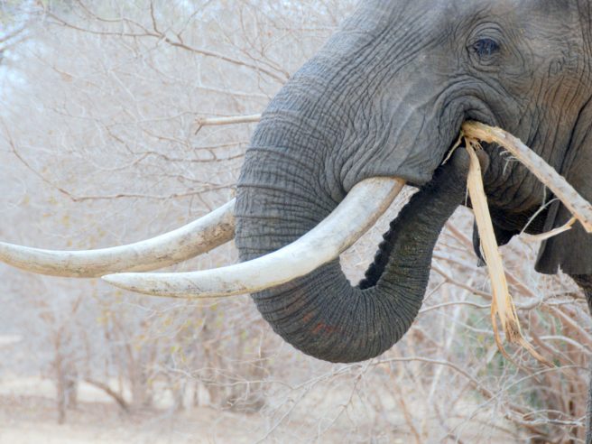 En elefant som spiser planter ved hjelp av snabelen