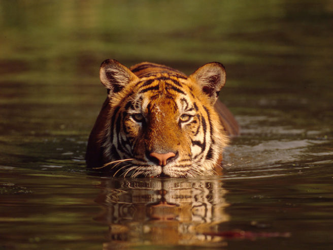 En tiger som svømmer