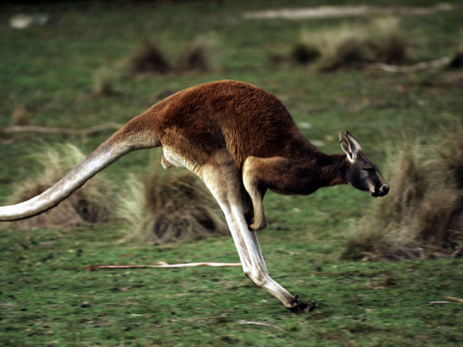 En kenguru som hopper