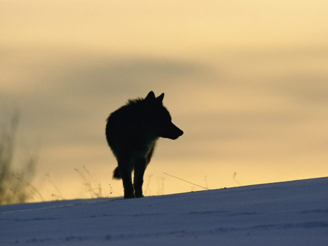 Silhuetten av en ulv i solnedgang