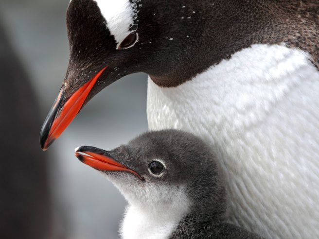 Pingvin foreldre med baby, Antarktis halvøy, Antarktis