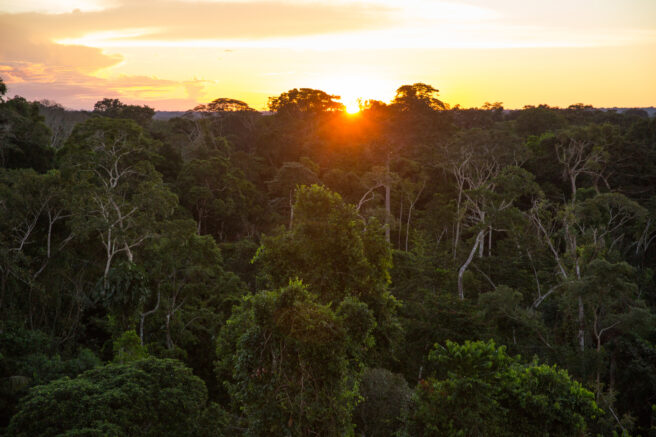 Solnedgang over Amazonas-regnskogen