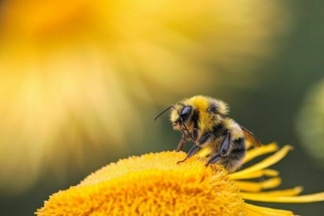 Nærbilde av en bie på en gul blomst