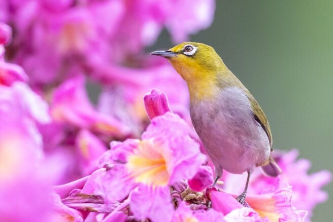 En hagebrillefugl med grønn rygg, gul strupe og grå mage står på ei grein med mange rosa blomster