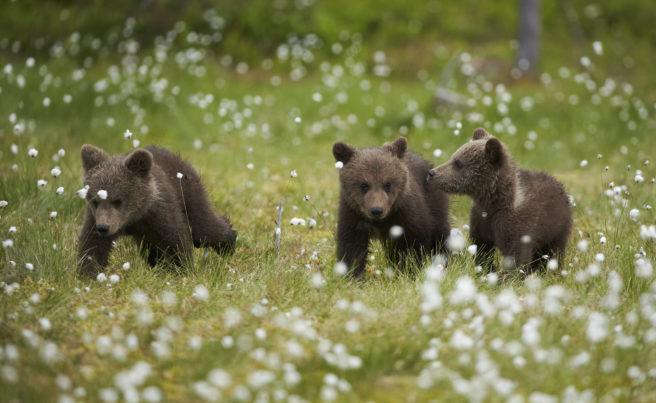 Tre bjørnunger på en eng