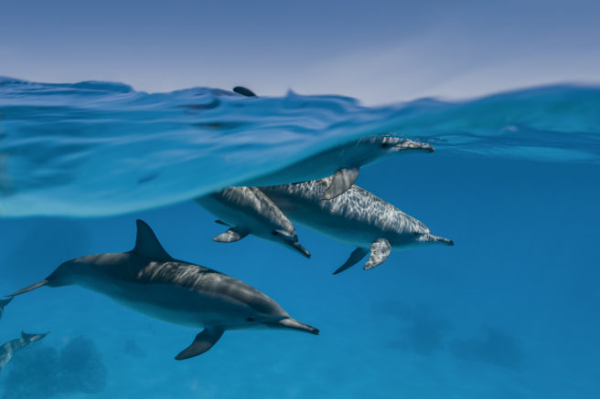 Havoverflate og fire delfiner under vann.