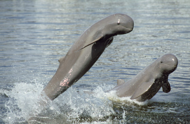 To Irrawaddy-delfiner hopper opp av vannet.