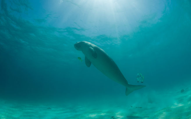 En dugong svømmer mot havoverflaten.