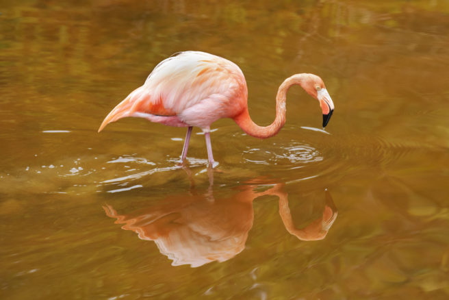 En flamingo vasser i vannet.