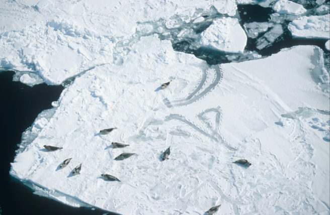 Et overblikksbilde av en flokk grønlandsseler.