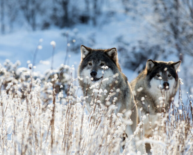 To ulver i vinterlandskap.