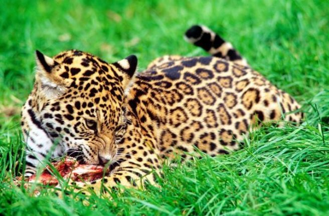 En jaguarunge spiser et stykke kjøtt.