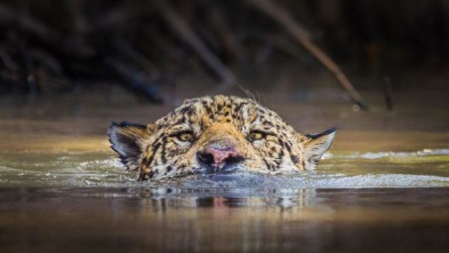 Vi ser hodet til en jaguar som svømmer i vann.