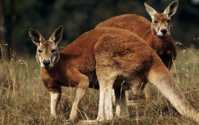 To kenguruer kikker inn i kameraet