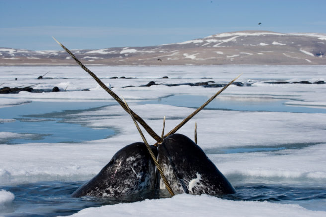 To narhvalokser er oppe og trekker pusten over havisen