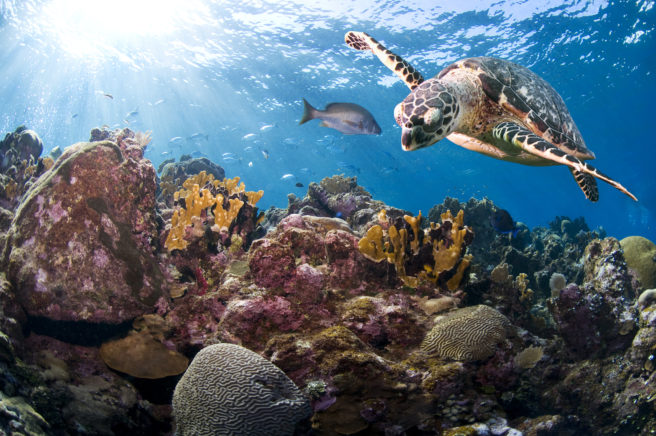 En karett som svømmer over et korallrev