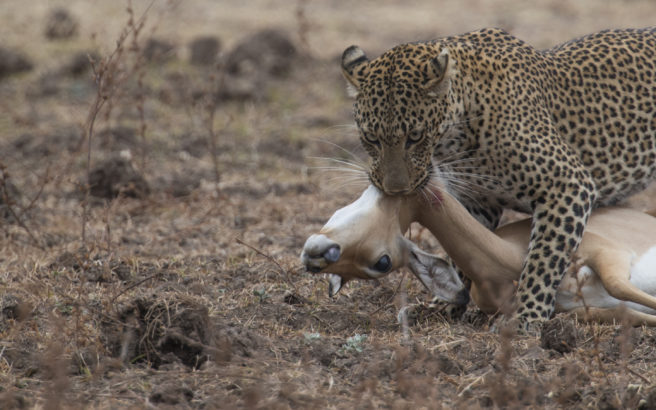 En leopard med et dødt hjortedyr i munnen.