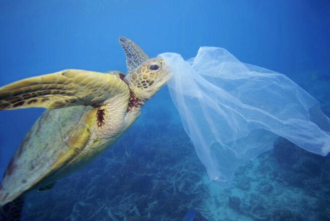 En havskilpadde som er i ferd med å spise en plastpose.