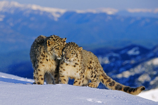 To snøleoparder som koser