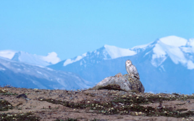 En snøugle sitter på en stein med høye fjell i bakgrunnen