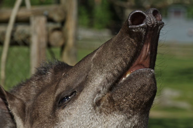 Nærbilde av en tapirnese som værer ut i lufta.
