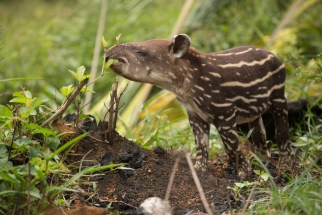 En ung tapir spiser blader fra en kvist.