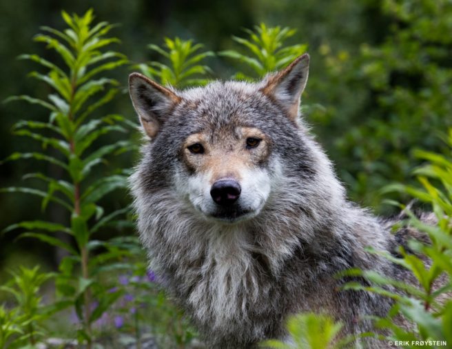 A wolf in the forest looks towards the camera.