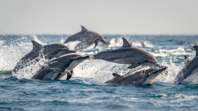 En flokk delfiner hopper over vannet.