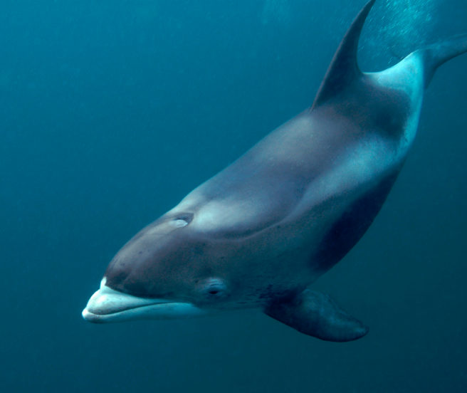 En delfin dykker under vann.