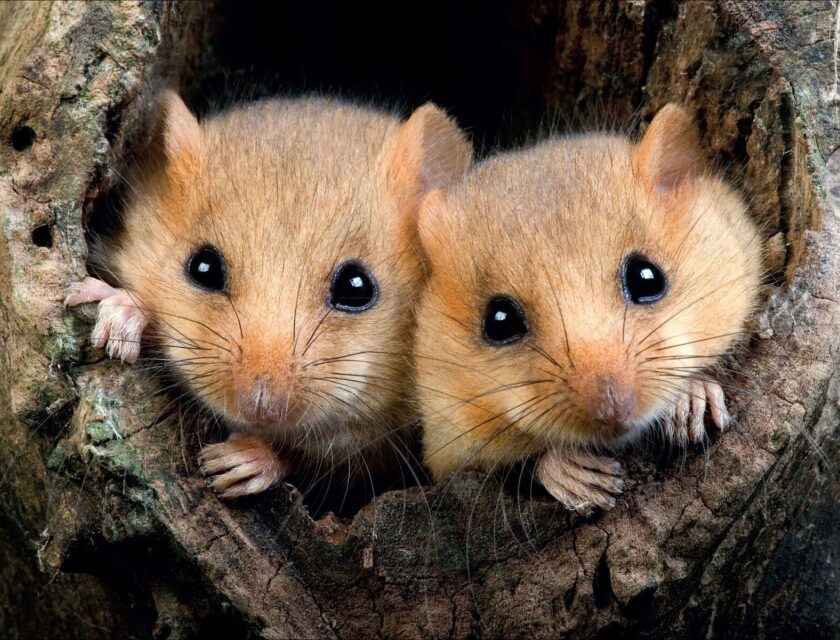 To hasselmus som titter ut av et hull i et tre