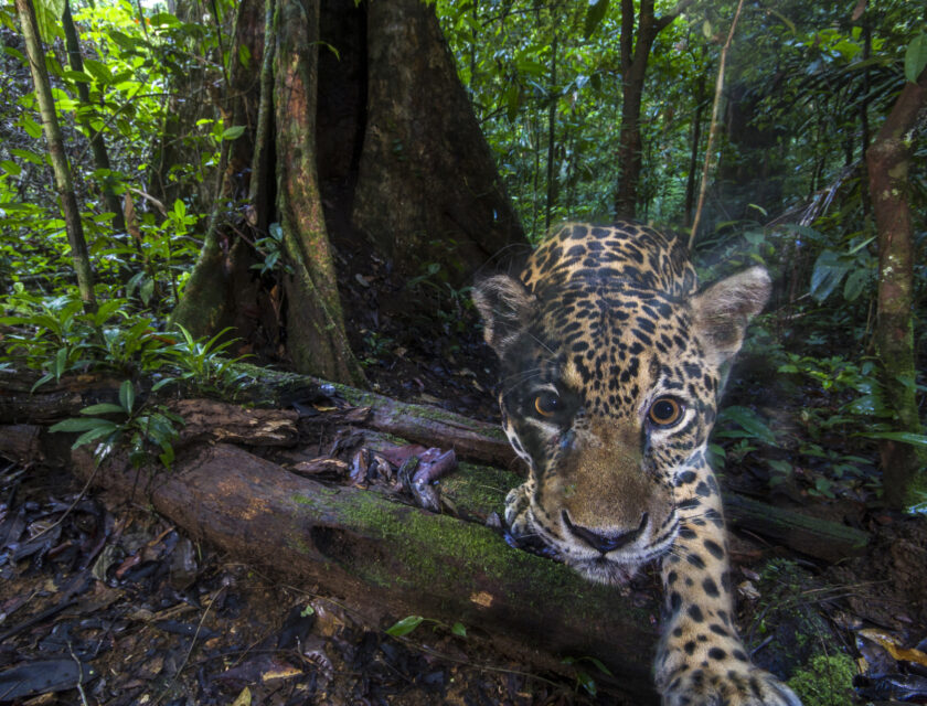 En jaguar i Amazonas