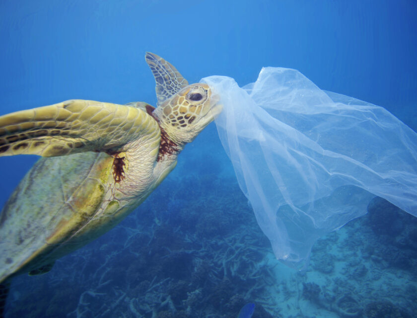 Skilpadde med plast