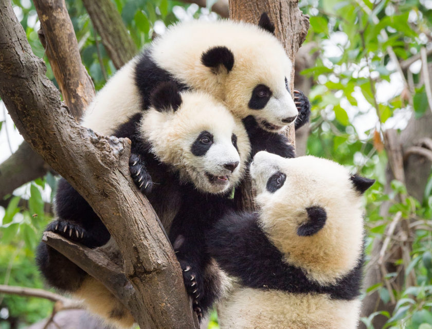 Nærbilde av tre pandaer som sitter i et tre