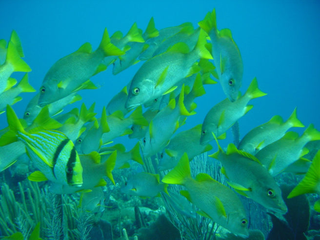 Mange fisker med grå kropper og gulgrønne finner svømmer i blått vann