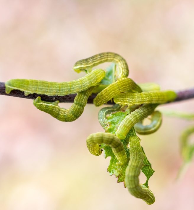 Bilde av en kvist med mange, tykke grønne larver rundt seg.