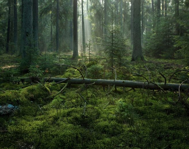 Bilde av gammelskog