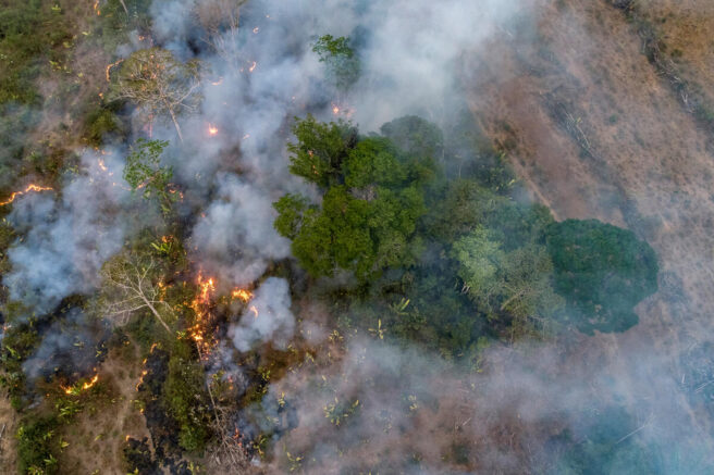 Skog som brenner i Amazonas.