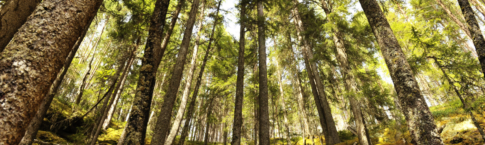 Bartrær i en norsk skog