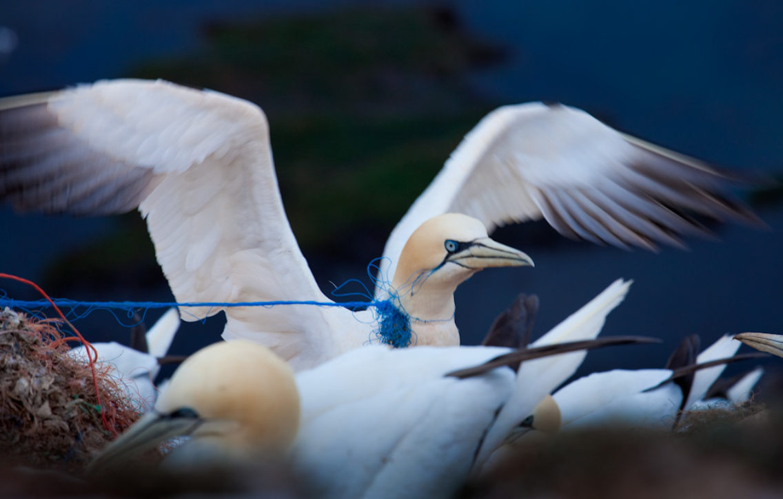 To havsuler bygger reir. En av dem har et blått plasttau rundt halsen