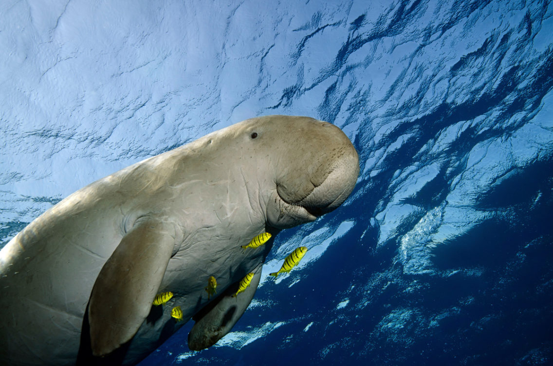 En sjøku, nærmere bestemt en dugong, som svømmer i blått hav.