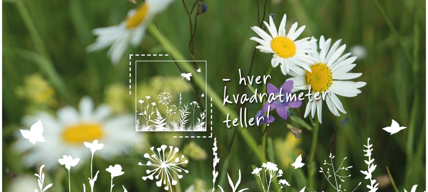 Blomstereng med blåklokker og prestekrager og grønne strå