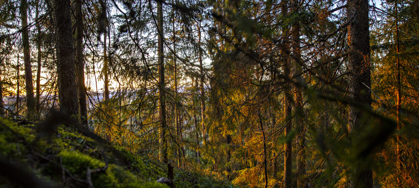 Norsk skog i solnedgang.